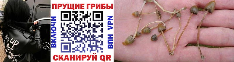 Галлюциногенные грибы мицелий  OMG онион  Алексеевка 
